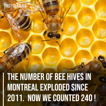 Bees in Montreal